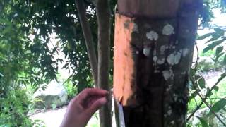 Harvesting Cinamon 2