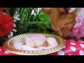 Carnation　cake  cute  cat  No１　b  なかよし茶トラ　ｶｰﾈｰｼｮﾝｹｰｷ猫　kawaii