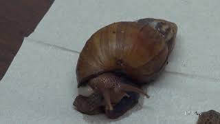 Rat Lungworm Outbreak Rat Lungworm Outbreak
