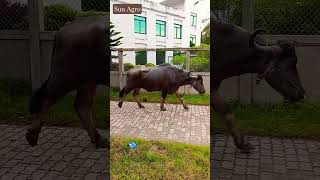 Mohisher Funny Video, Mohish,