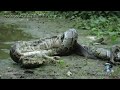 Ular Pyhton Makan Buaya images Ular Pyhton Makan Buaya