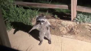 T-Pose Rac- Dorime