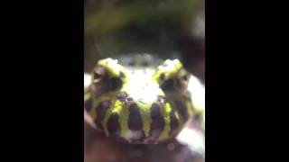 Fire Belly Toad Kiss