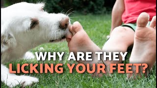 Votre Chien Vous Lèche-T-Il Souvent Les Pieds ? Voici La Vraie Signification 