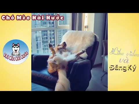 173 Clip Hài Hước Chó Mèo Best Funny Dogs Compilation 2018