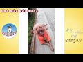 173 Clip Hài Hước Chó Mèo Best Funny Dogs Compilation 2018