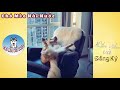 173 Clip Hài Hước Chó Mèo Best Funny Dogs Compilation 2018