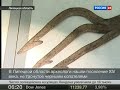 В Липецкой области найдено поселение