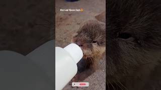 Baby Otter Lucu Lagi Nyusu