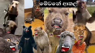 Animal Athal Katha Sinhala Sattu Athal Sinhala Meme Athal Animal Athal Memes