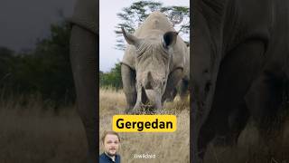 Gergedan