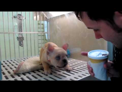 Cute Puppy In A Pet Shop In Greenwich Village New York