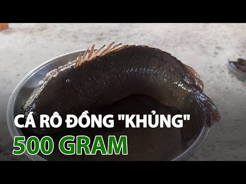Người dân câu được cá rô đồng “khủng”| VTC14