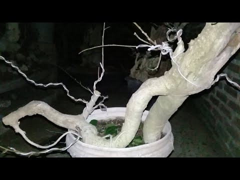 MENGARAHKAN CABANG BAHAN BONSAI SERUT UNIK MELIUK | KOLEKSI BONSAI SERUT!!!