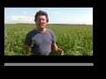 hemp