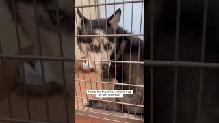 Adoptable À La Benton Franklin Humane Society