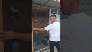 Demir Güvercin Kümesi. 50Bine. Gebze İstasyon