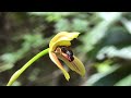 Pollination by sexual mimicry in Mormolyca ringens (Orchidaceae: Maxillariinae)