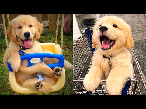 Baby Dogs - Cute and Funny Dog Videos Compilation #20 | Aww Animals