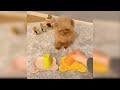 Baby Dogs - Cute and Funny Dog Videos Compilation #20 | Aww Animals