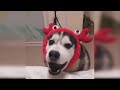 Baby Dogs - Cute and Funny Dog Videos Compilation #20 | Aww Animals