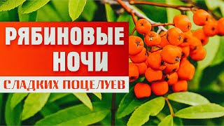 Александр Закшевский - Рябиновые Ночи