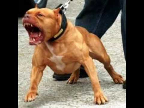 VIDEO PERROS PELIGROSOS video perros peligrosos:
