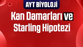 21 Kan Damarları , Starling Hipotezi , Kan Grupları
