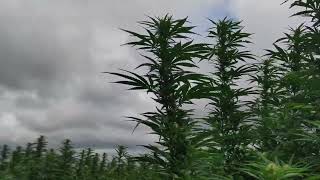 Esrarın Faydaları Ve Zararları Cannabis Marijuana