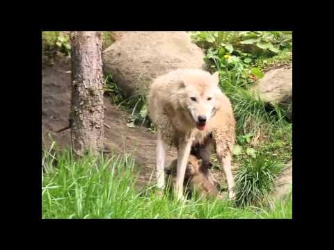 Eestern timber wolf　旭山動物園　シンリンオオカミの赤ちゃん