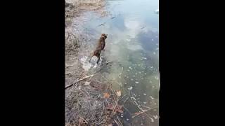 반려견 수영장 - 페터데일 테리어Patterdale Terrier