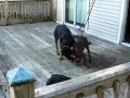 Rottie vs Pitbull