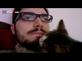 Funny Cats Love Beards Compilation || NEW HD