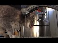 my 7lb nutball - luna compilation