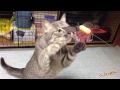 猫動画　アホ面でおもちゃをチェックする猫　Fanny face cat