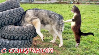 Приколы С Котами! С Озвучкой - Смешные Коты И Собаки! Самые Смешные Животные!