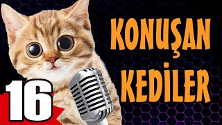 Konuşan Kediler 16 En Komik Kedi Videoları Hd