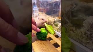 Cute Hamster Eating Food So Cute