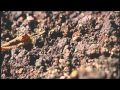 Tips to Improve Your Garden Soil This Fall Tips to Improve Your Garden Soil This Fall