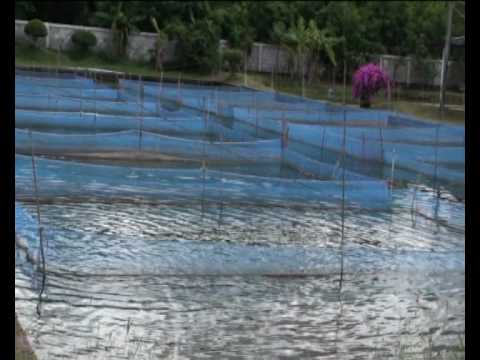 Gallery of Tilapia Food Aquaculture Aquaponics Fish Food