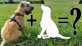 Wheaten Terrier Mix Breeds 9 Unreal Cross Breeds