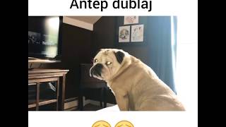 Korku Filmi İzleyen Köpek Antep Dublaj