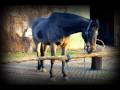 Storia di una ragazza e il suo cavallo speciale...