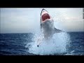 Megalodon Monster Sharks Still Alive Real Pics images Megalodon Monster Sharks Still Alive Real Pics