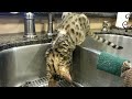 Bath time for Mowgli