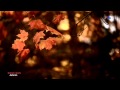 ✿ ♡ ✿ BRIAN CRAIN - Autumn
