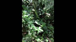 Strange Bird Sounds In Monteverde Costa Rica