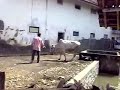 Sapi Ngamuk images Sapi Ngamuk