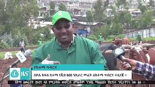 Ltv Ethiopia ኣዳዲስ ዜናዎች