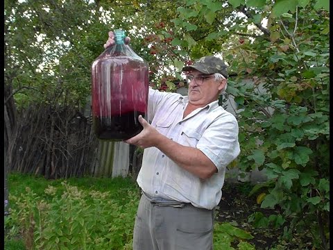 Вино из мезги в домашних условиях Вино из мезги в домашних условиях